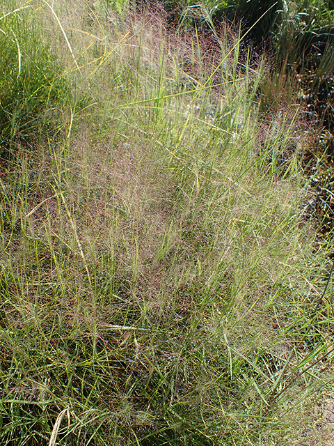 Muhlenbergia asperifolia (Scratchgrass) #89888