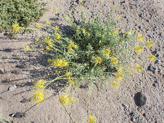 Cleomella longipes (Chiricahua mountain stinkweed) #89917