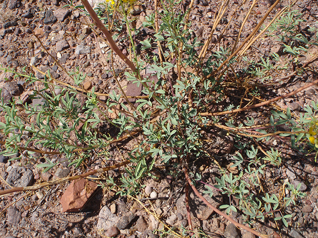 Cleomella longipes (Chiricahua mountain stinkweed) #89919