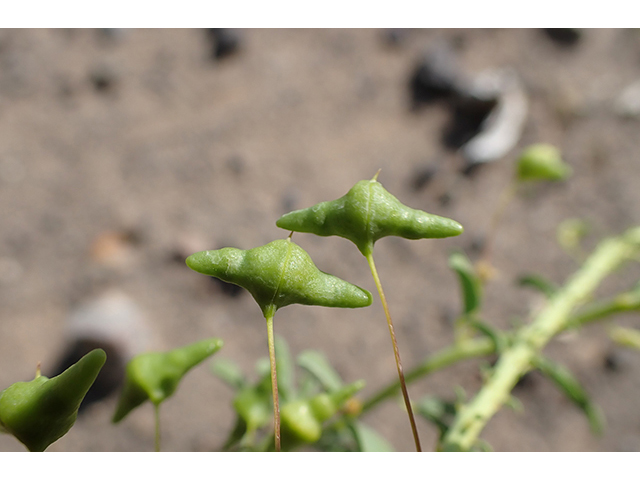 Cleomella longipes (Chiricahua mountain stinkweed) #89920