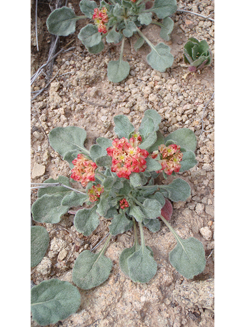 Eriogonum abertianum (Abert's buckwheat) #89922