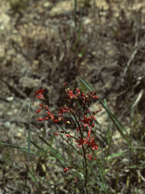 Ipomopsis aggregata ssp. aggregata (Scarlet gilia) #27372