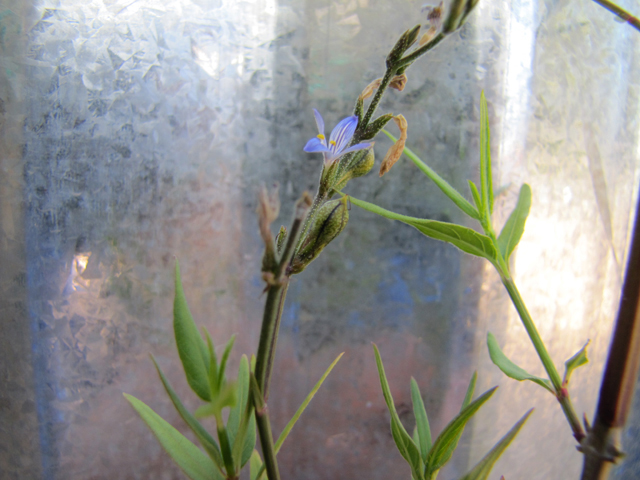 Carlowrightia linearifolia (Heath wrightwort) #28316