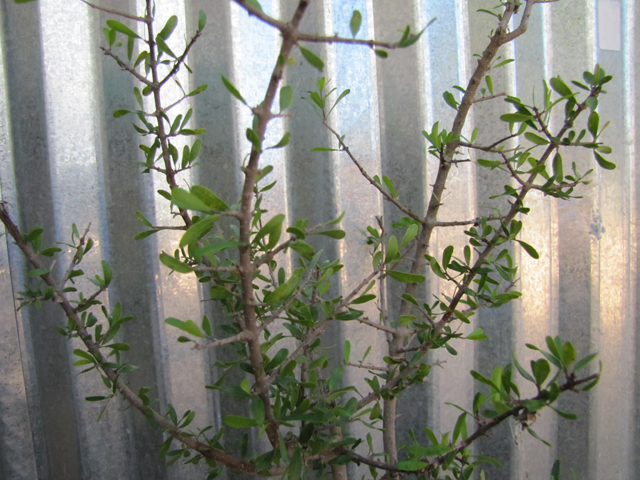 Forestiera angustifolia (Narrow-leaf forestiera) #28318