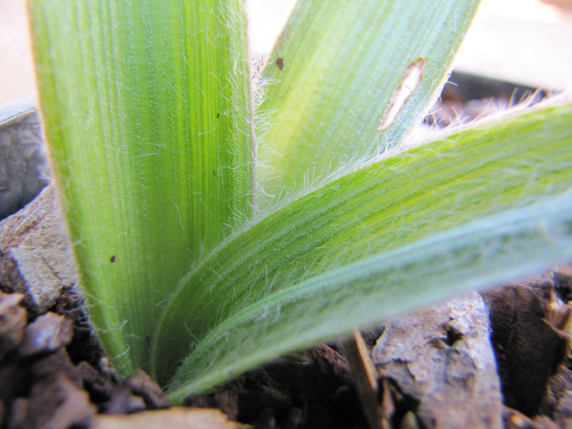 Tradescantia hirsutiflora (Hairyflower spiderwort) #28325
