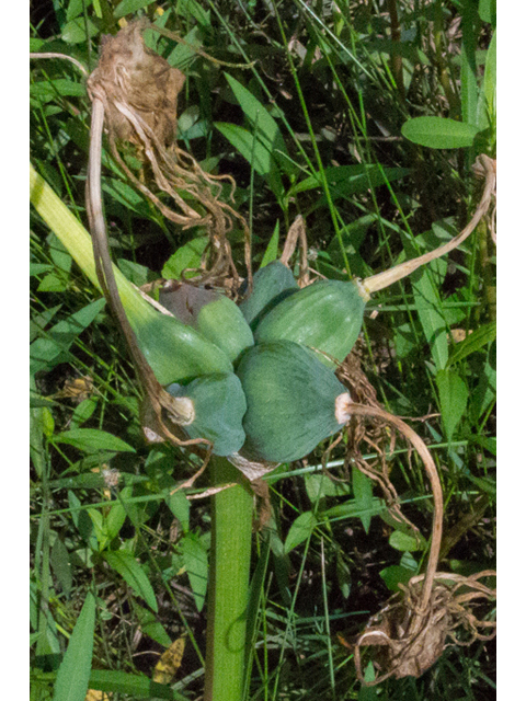 Hymenocallis liriosme (Texas spiderlily) #46453