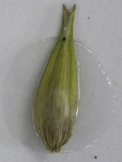 Carex hyalinolepis (Shoreline sedge) #48791