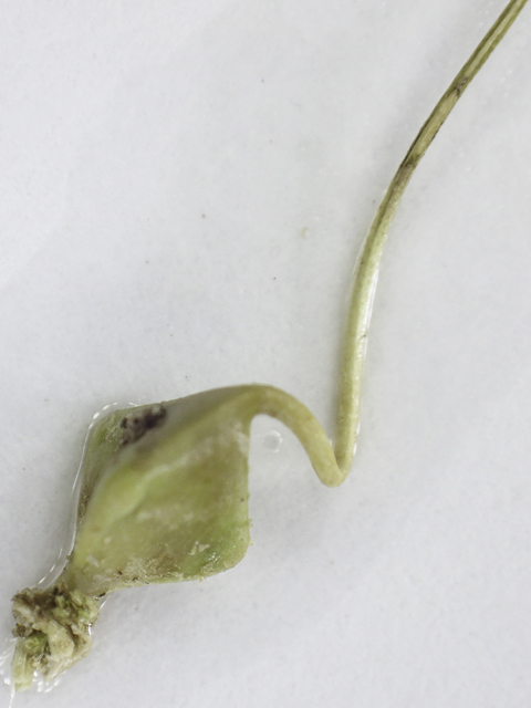 Carex lupuliformis (False hop sedge) #48795