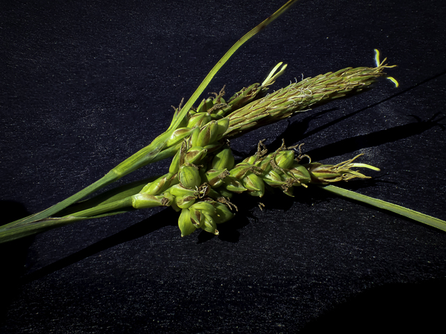 Carex meadii (Mead's sedge) #48796