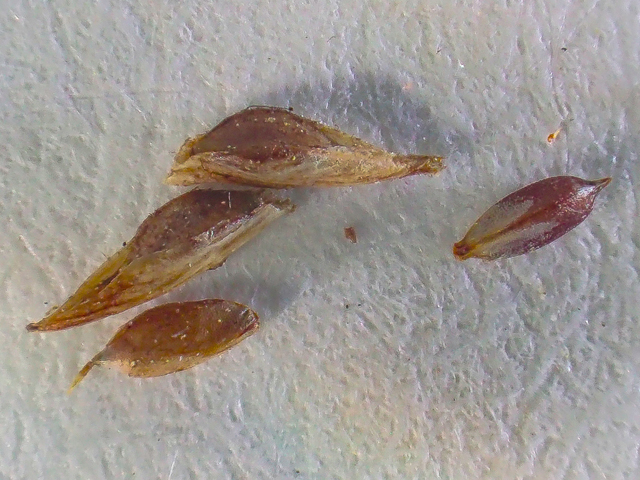 Cyperus cephalanthus (Buttonbush flatsedge) #48804