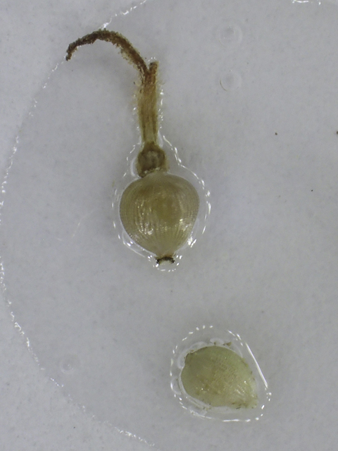 Fimbristylis castanea (Marsh fimbry) #48833