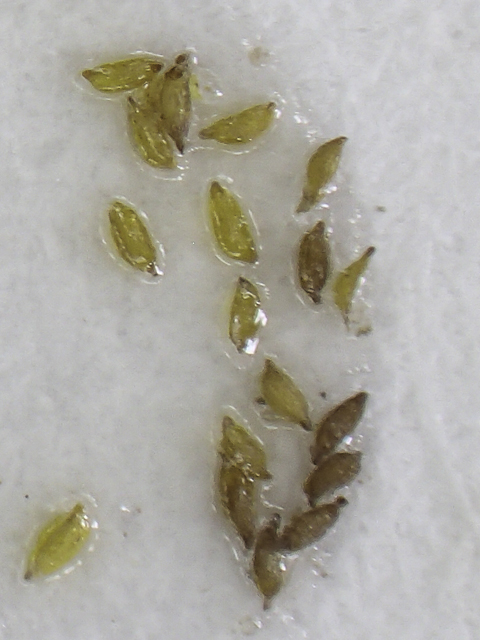 Juncus acuminatus (Tapertip rush) #48844