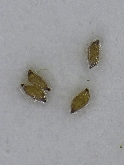 Juncus scirpoides (Needlepod rush ) #48850