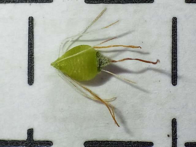 Rhynchospora caduca (Anglestem beaksedge) #48855