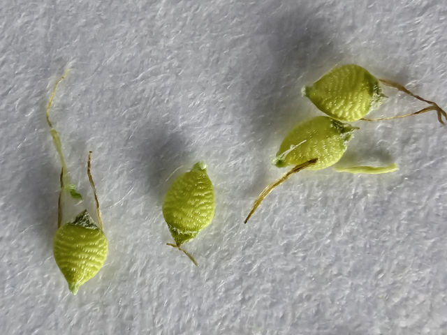 Rhynchospora caduca (Anglestem beaksedge) #48856