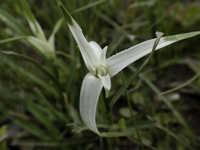 Rhynchospora colorata (Whitetop sedge) #48857
