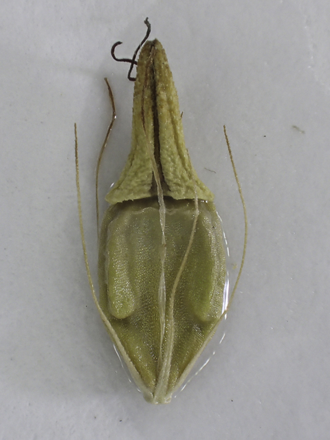 Rhynchospora indianolensis (Indianola beaksedge) #48861