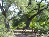 The Texas Arboretum