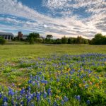 View of bluebonnets and huisache daisies in the Savanna Meadow