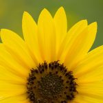 Close up of a common sunflower (Helianthus annuus) with bottom petals cropped out of the shot
