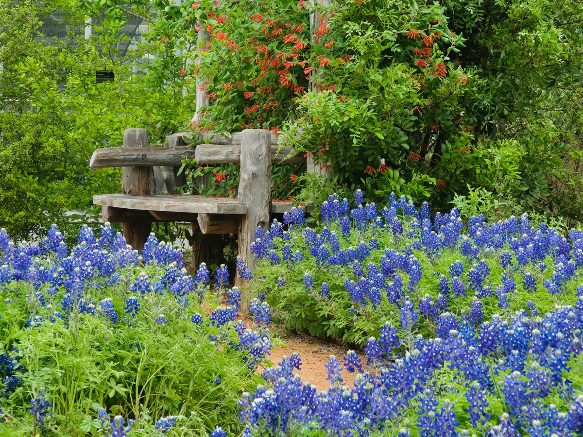 Bench surrounded with bluebonnets in Pollinator Garden.