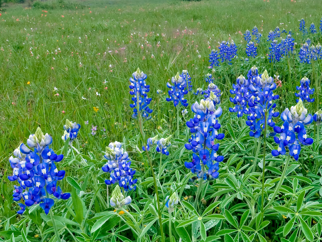 Texas bluebonnets (Lupinus texensis)