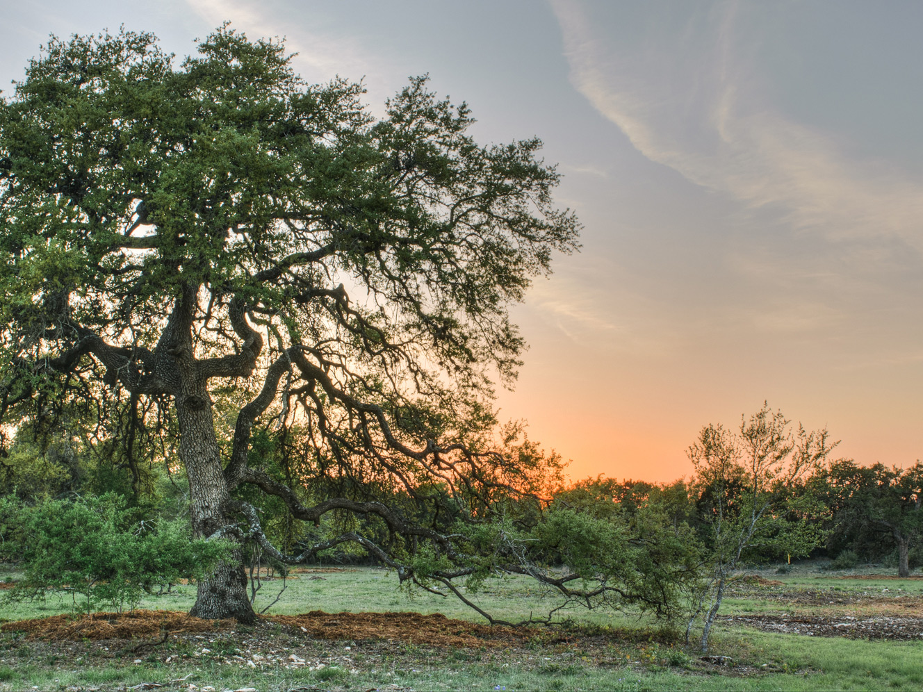 Texas Arboretum sunrise