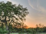 Texas Arboretum sunrise winter tree fest