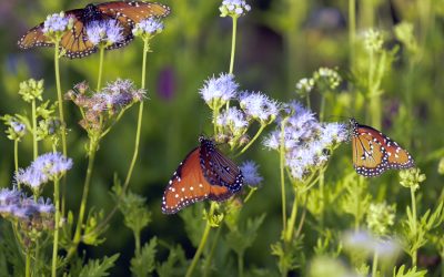 Make a Butterfly Garden