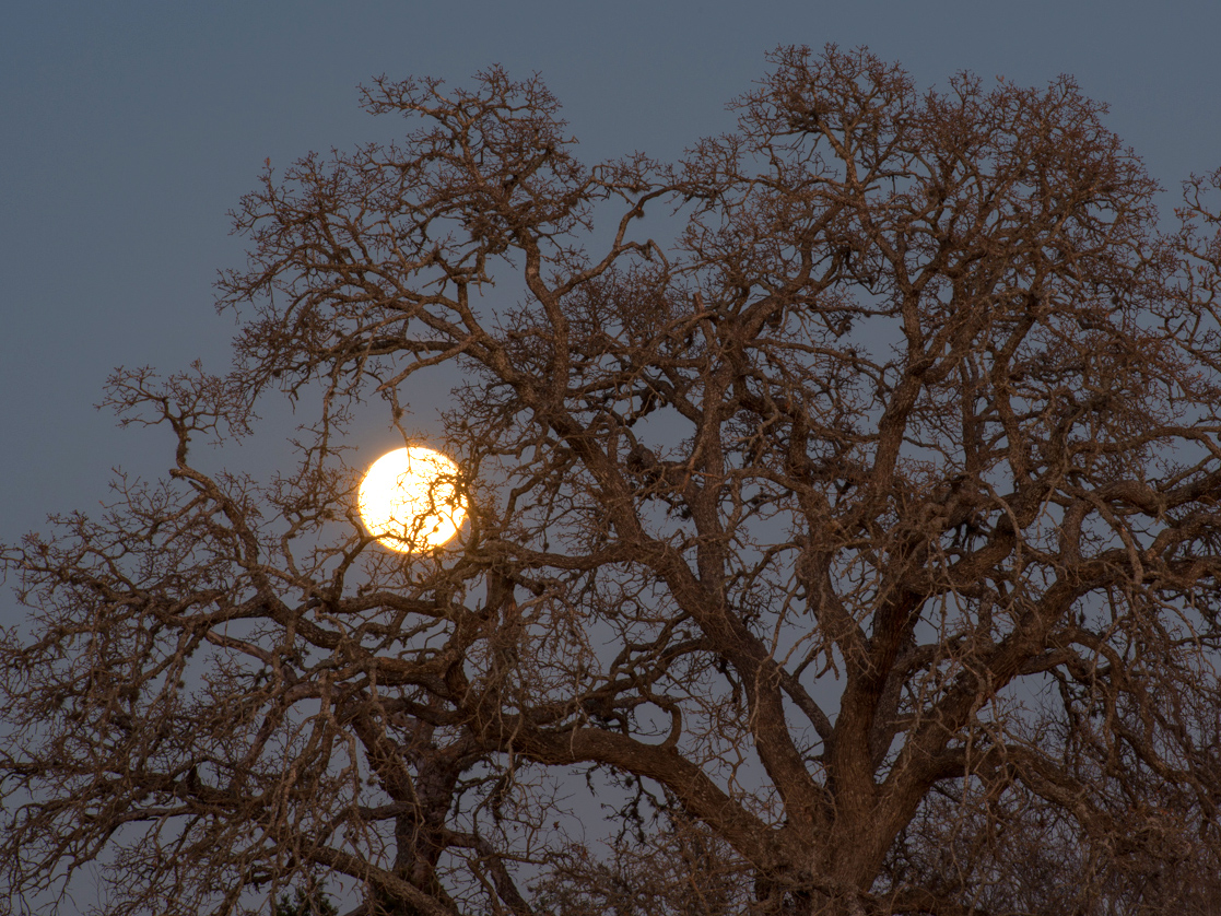 Moon rising through fall trees