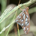 Fritillary butterfly on grass