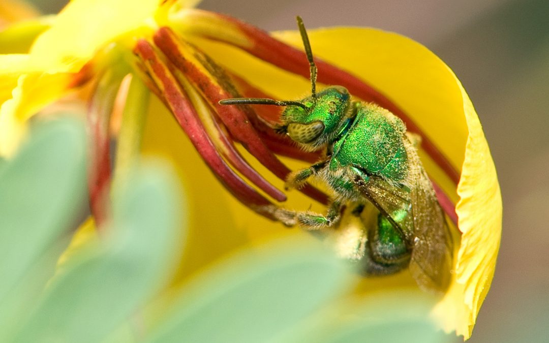 Pollinator Conservation