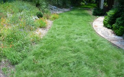 Create a Native Habiturf Lawn