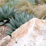Agave and Mexican feather grass