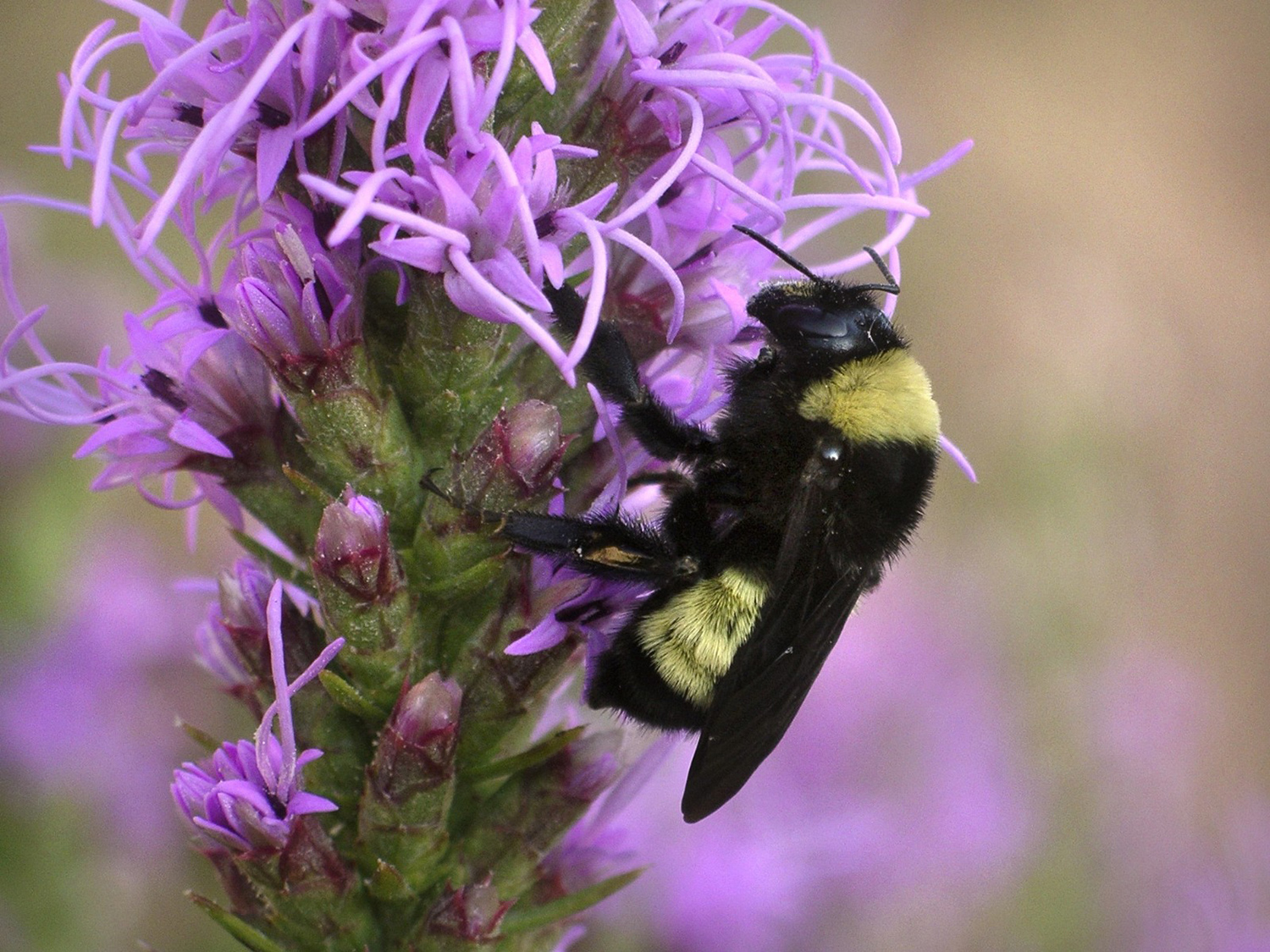 Bumble bee on gayfeather, photo by Val Bugh