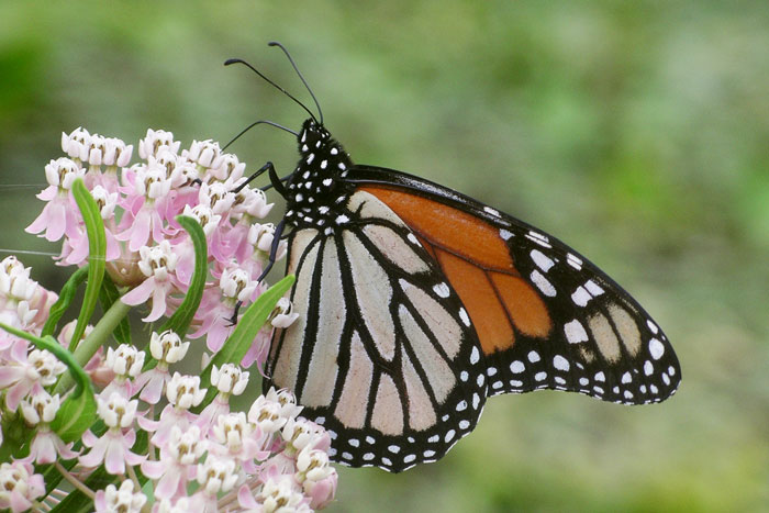 Milkweed and monarch