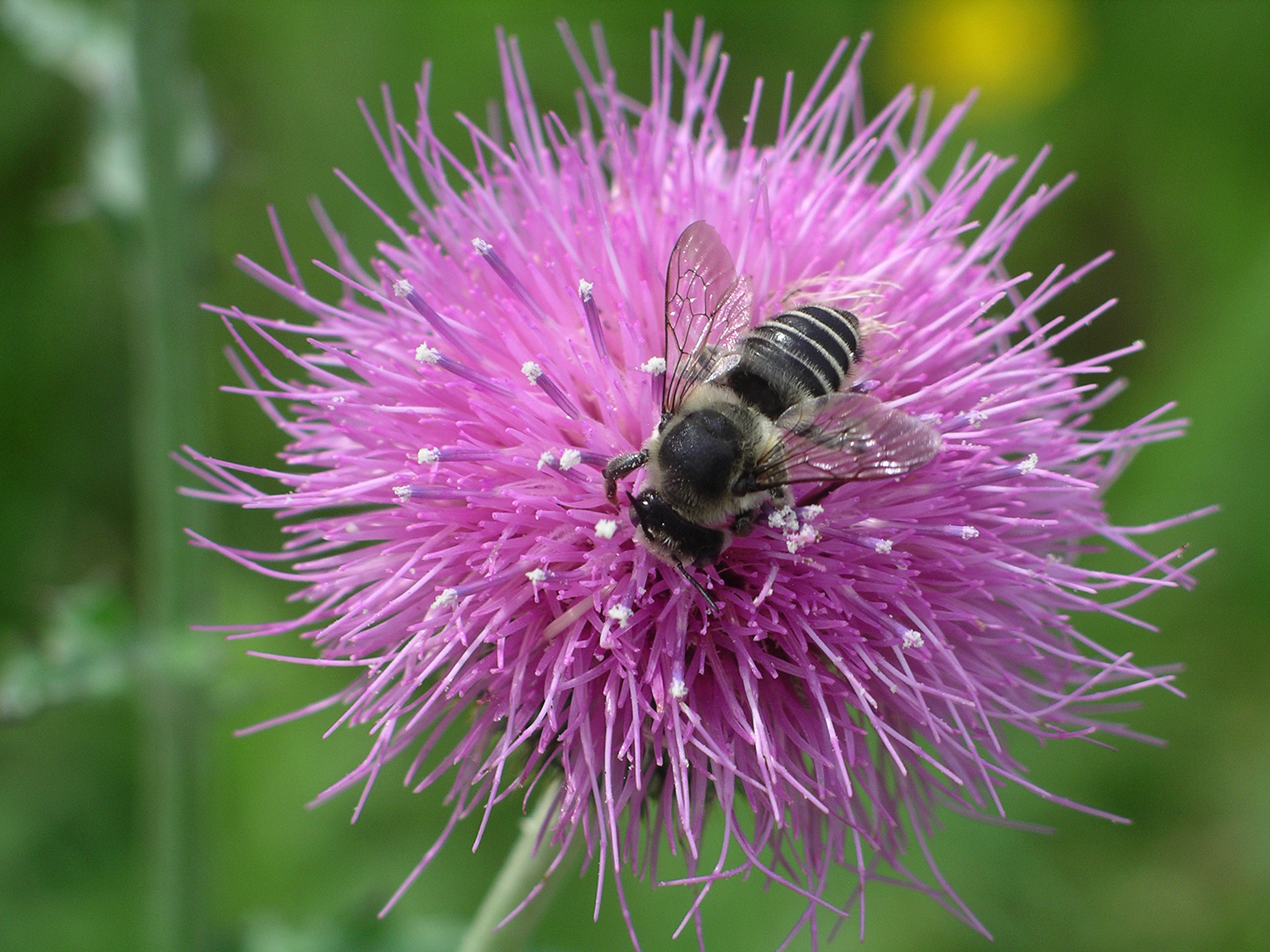 Leafcutter bee on a magenta flower