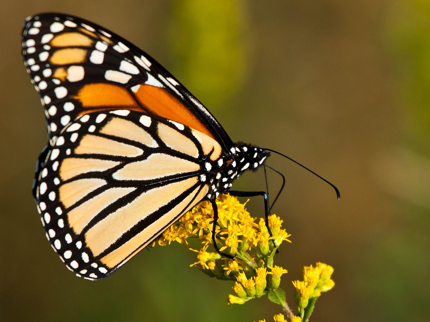 Power the Monarch Migration - Lady Bird Johnson Wildflower Center