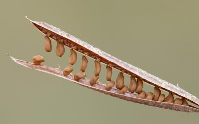 How to Prepare Seeds for Sowing
