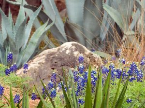 Agave, bluebonnets and native grasses encircle a large stone in a garden bed