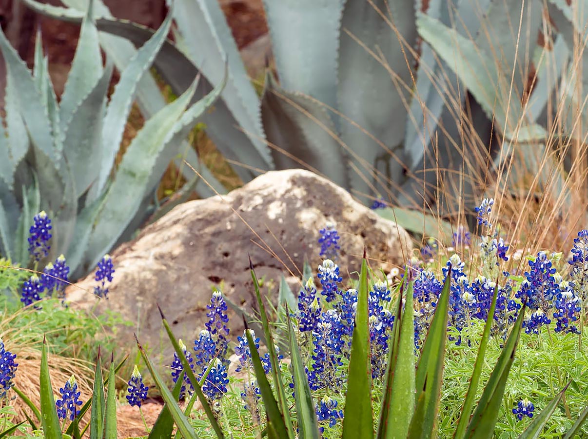 Agave, bluebonnets and native grasses encircle a large stone in a garden bed