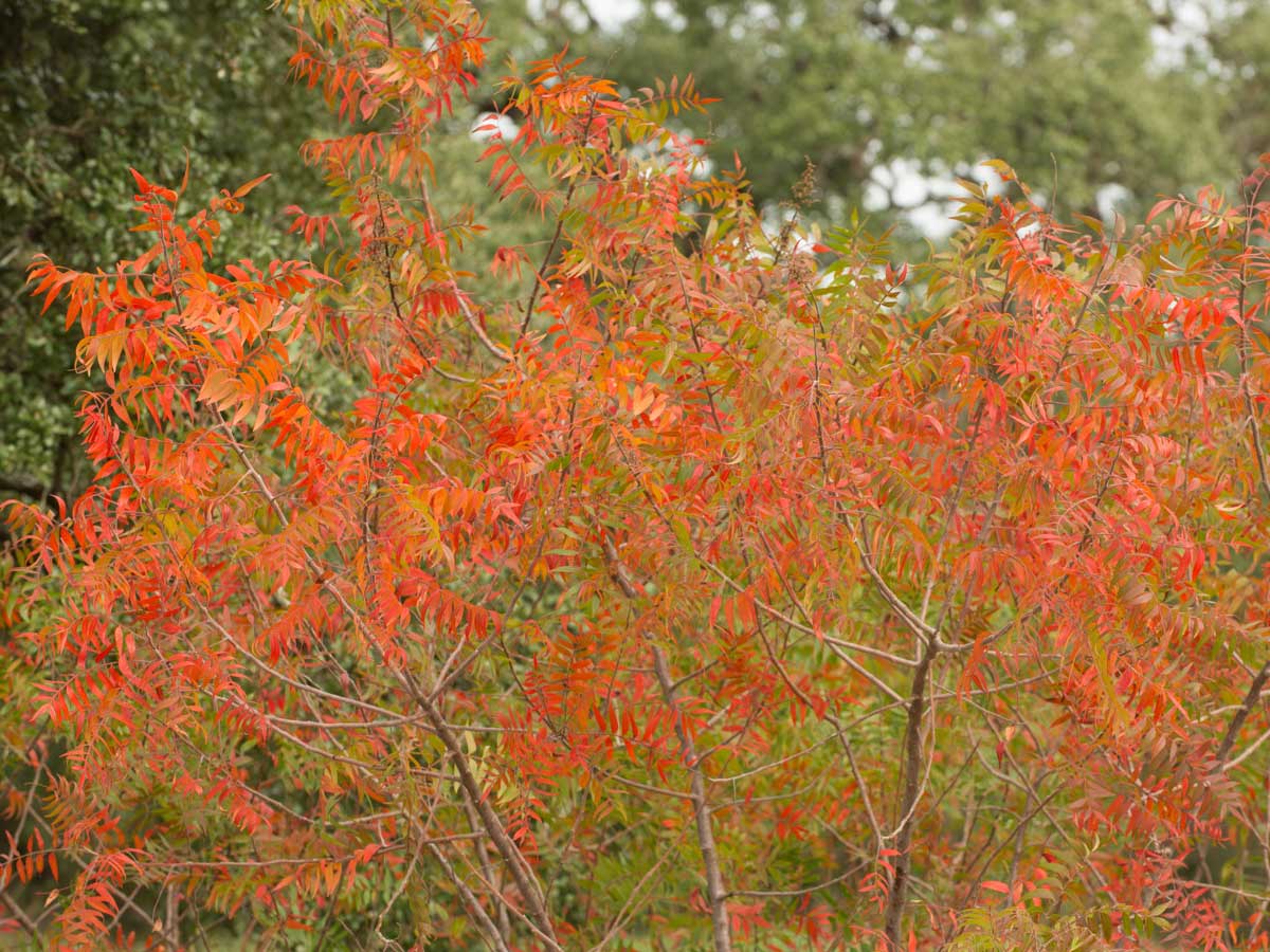 Flameleaf sumac tree (Rhus lanceolata)