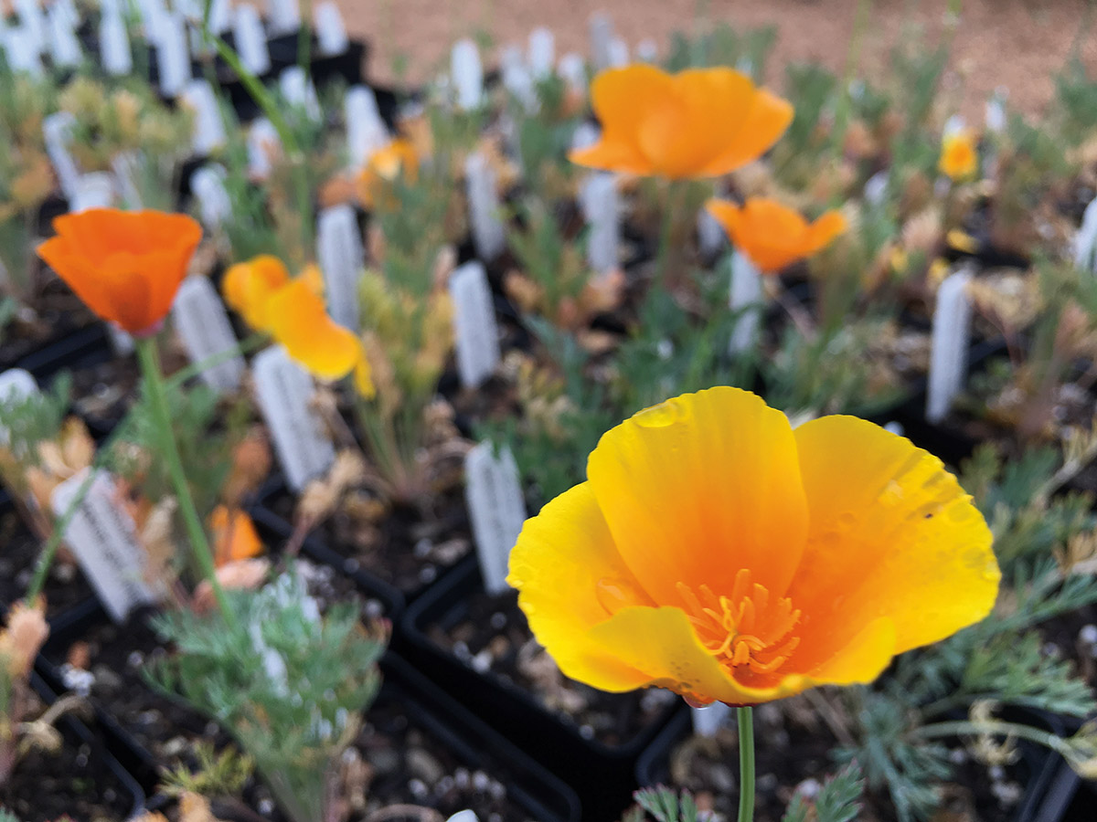 California poppies ready for the plant sale