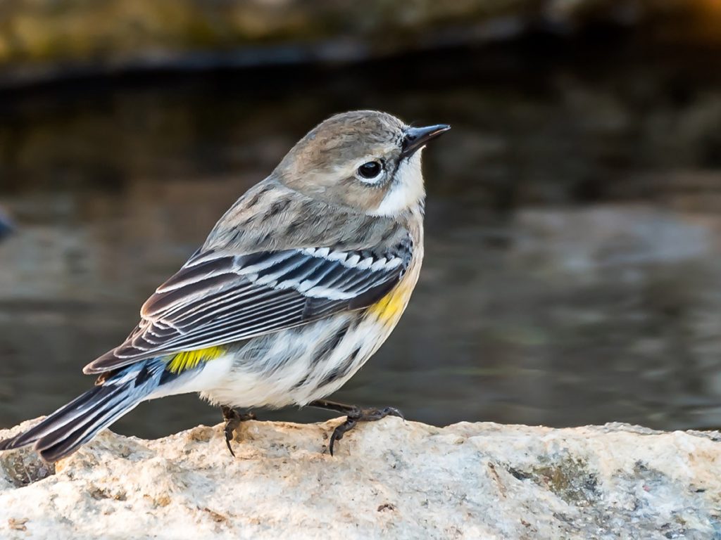 a small yellow-rumped warbler bird perches on a rock next to the water