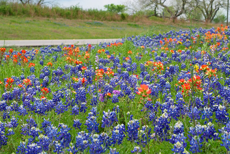 Bluebonnets, Indian paintbrush and verbena grow along a roadside outside of Brenham, Texas, in late March 2014. Photo: Brenda Jackson