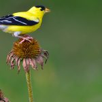 A male American goldfinch feeding atop a coneflower in the genus Echinacea. Foraging wild birds benefit the most from access to native plants. Photo by: Chad Horwedel