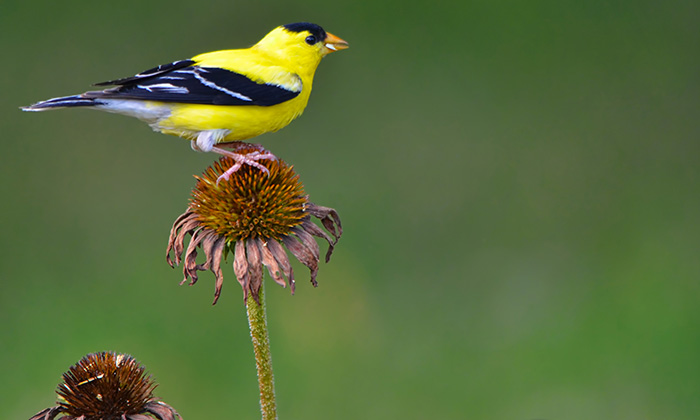 A male American goldfinch feeding atop a coneflower in the genus Echinacea. Foraging wild birds benefit the most from access to native plants. Photo by: Chad Horwedel
