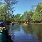 Participants from the Wildflower Center and the National Park Service paddle to Lake Bayou in Big Thicket National Preserve in search of water hyacinth (Eichhornia crassipes) and giant and common salvinia (Salvinia spp.) — all invasive species. Photo: Hans Landel