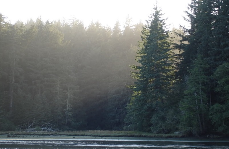 Coast Douglas fir (Pseudotsuga menziesii). Photo: Jimmie Buchanan.