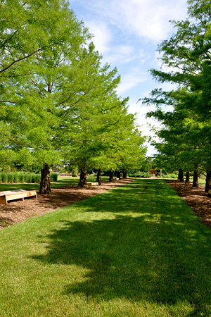 Bald cypress trees (Taxodium distichum) lead to a focal point at Reiman Gardens in Iowa. Photo: Reiman Gardens – Iowa State University – Ames, Iowa.